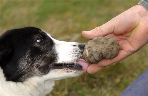 Conservazione del patrimonio tartufigeno regionale